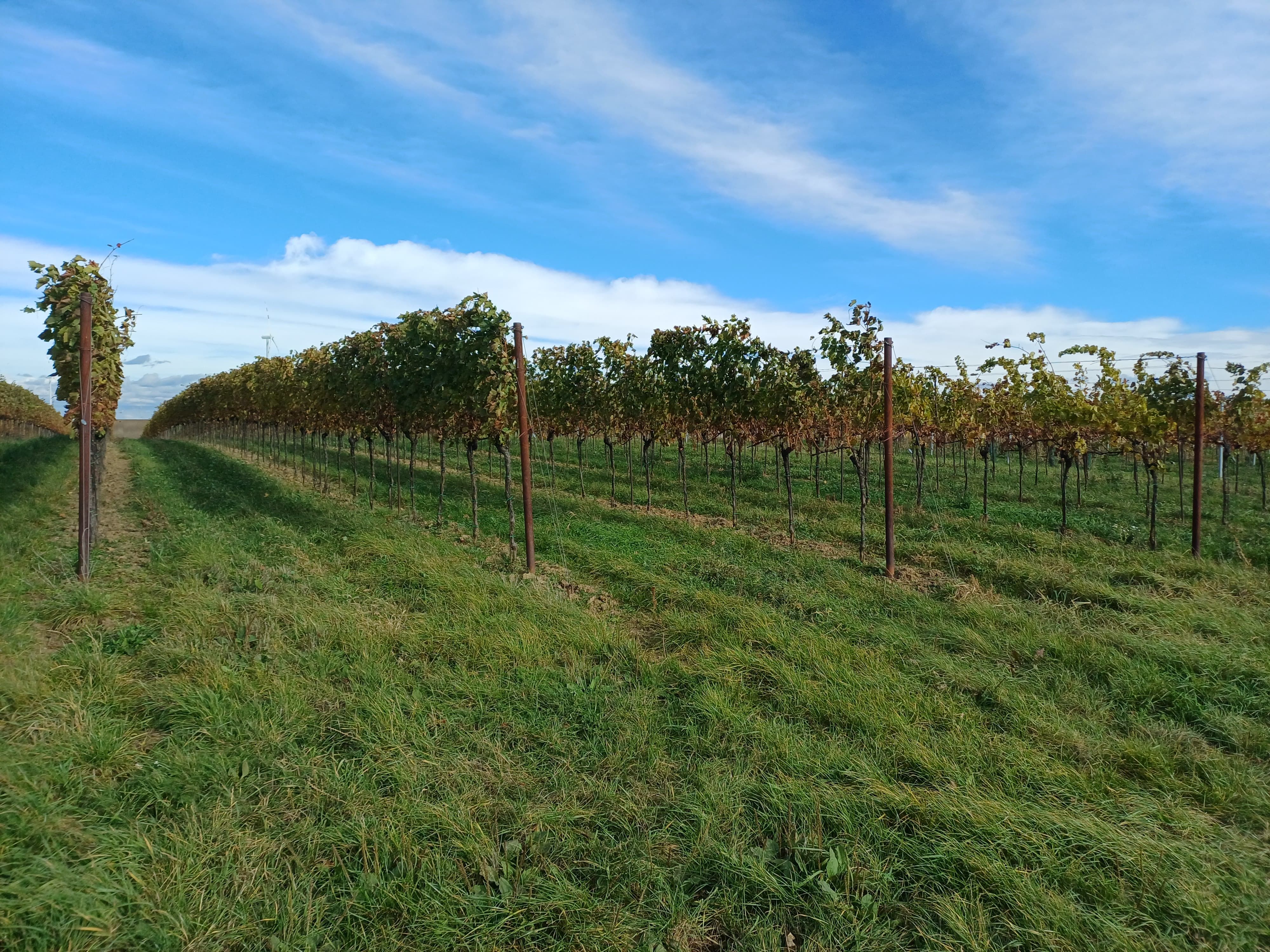 Weinreben in einem grünen Weinberg unter blauem Himmel.