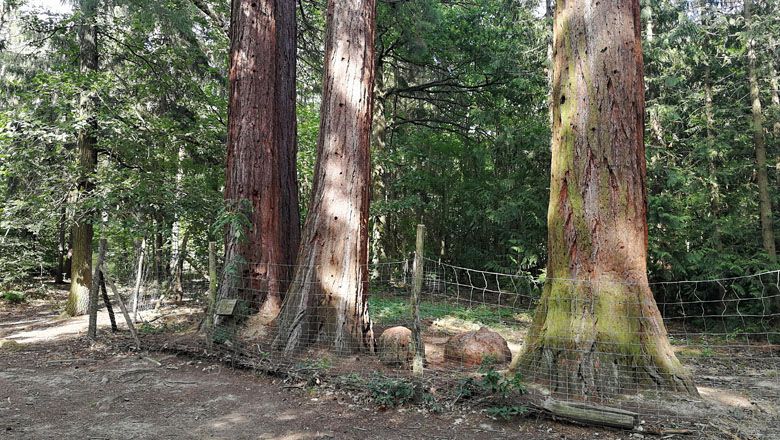 Drei große Mammutbäume hinter einem Zaun im Wald von Paudorf.