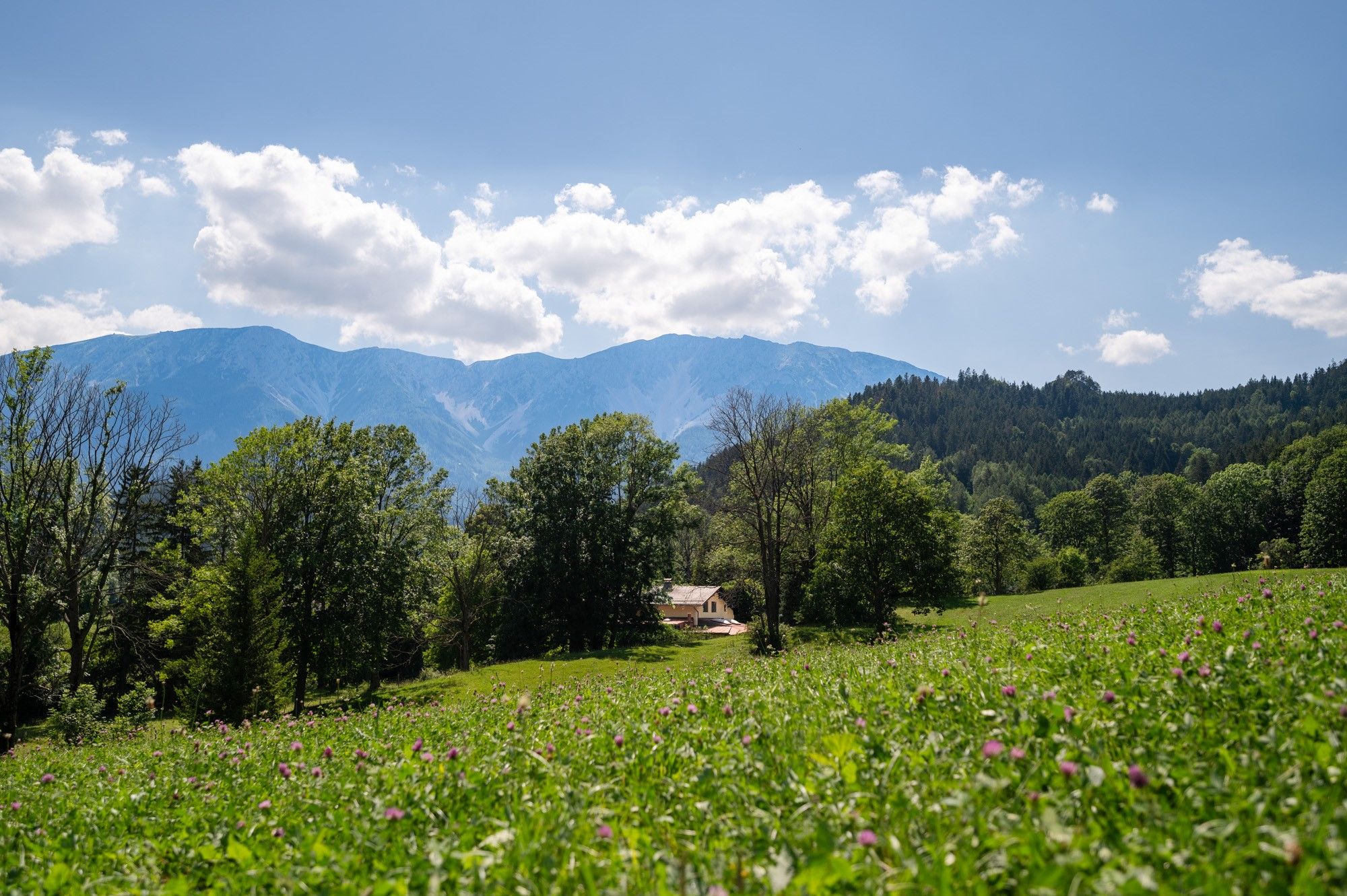 Grüne Wiese mit Bäumen und einem Haus im Vordergrund, dahinter Berge unter blauem Himmel mit Wolken.