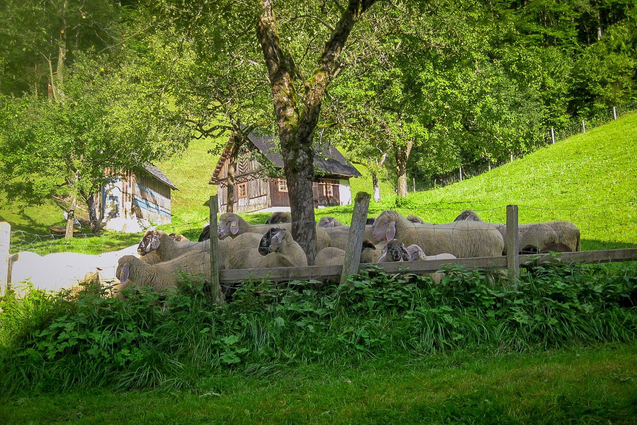 Schafe auf einer Weide vor einem Bauernhaus in einer grünen Landschaft.
