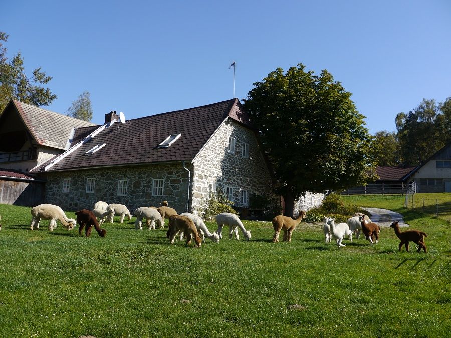 Alpakas grasen vor einem steinernen Bauernhaus auf einer grünen Wiese.