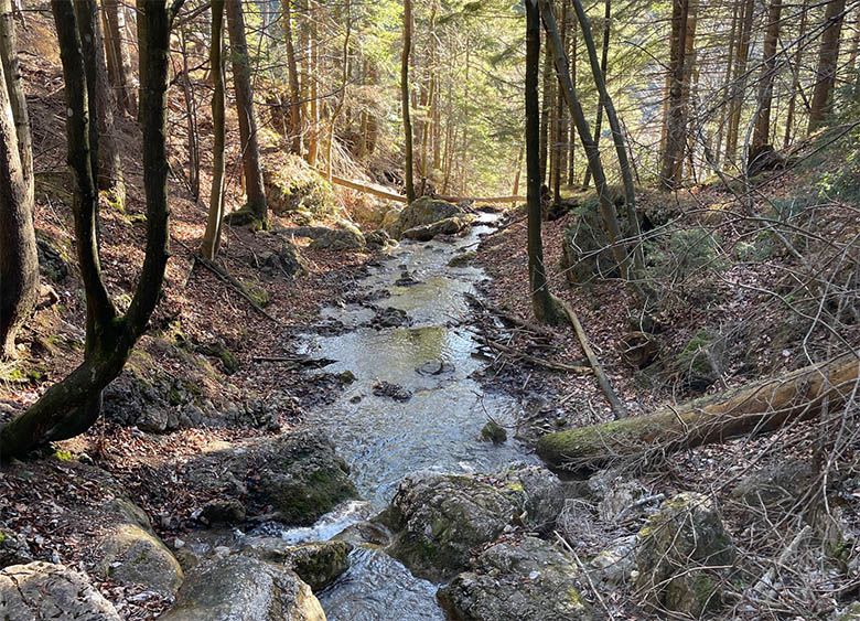 Ein kleiner Bach fließt durch einen Wald mit kahlen Bäumen und Felsen.