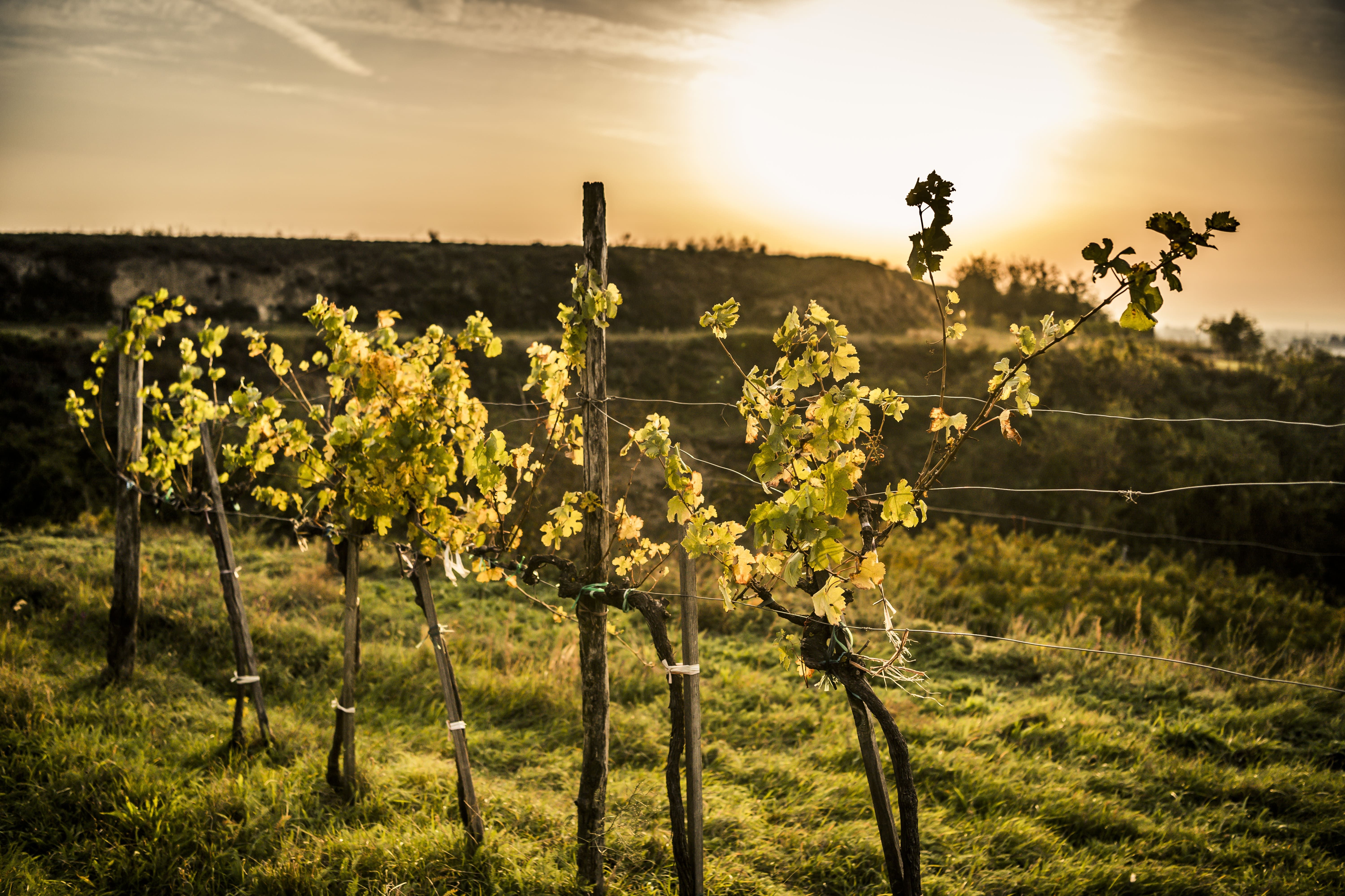 Weinreben im Sonnenuntergang auf einem Hügel.