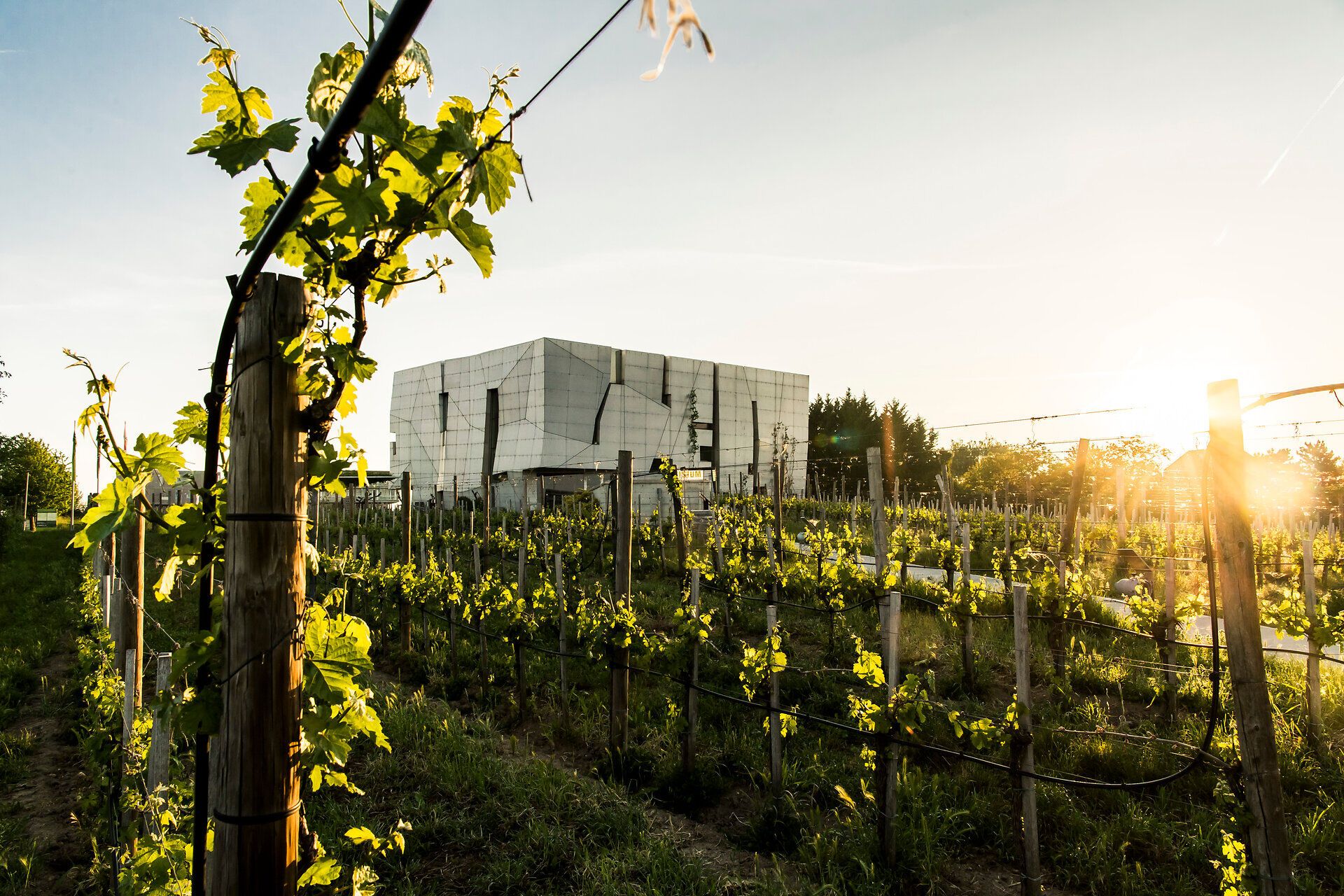 Inmitten der sanften Hügel und üppigen Weinreben strahlt die moderne Architektur des Loisium in der Abendsonne. Die goldenen Strahlen des Sonnenuntergangs verleihen der Szenerie eine magische Atmosphäre, während die frischen Aromen der Trauben die Luft erfüllen. Ein perfekter Ort, um die Schönheit der Weinregion zu genießen.
