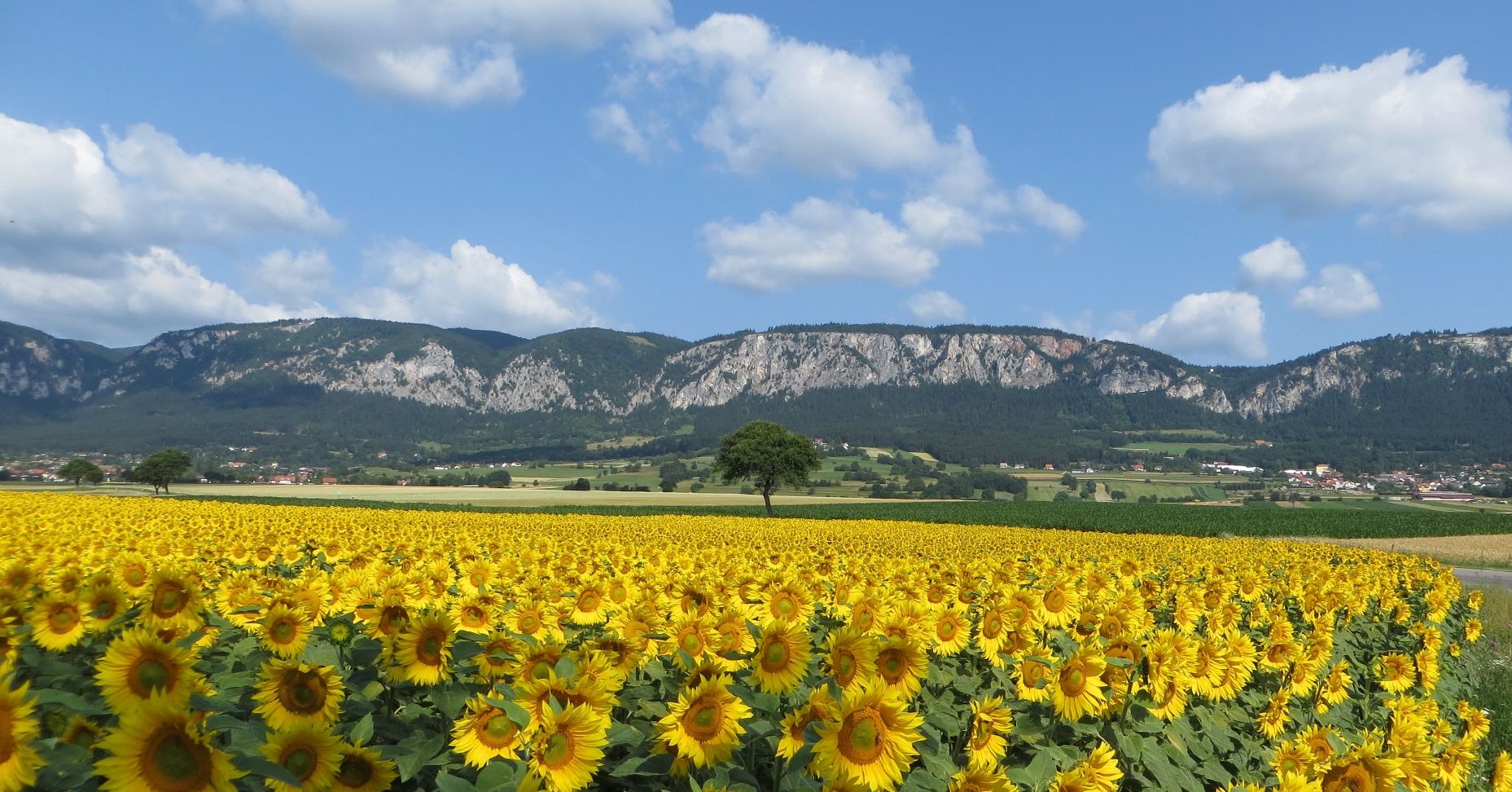 Ein Sonnenblumenfeld vor einer Bergkette unter blauem Himmel mit weißen Wolken.