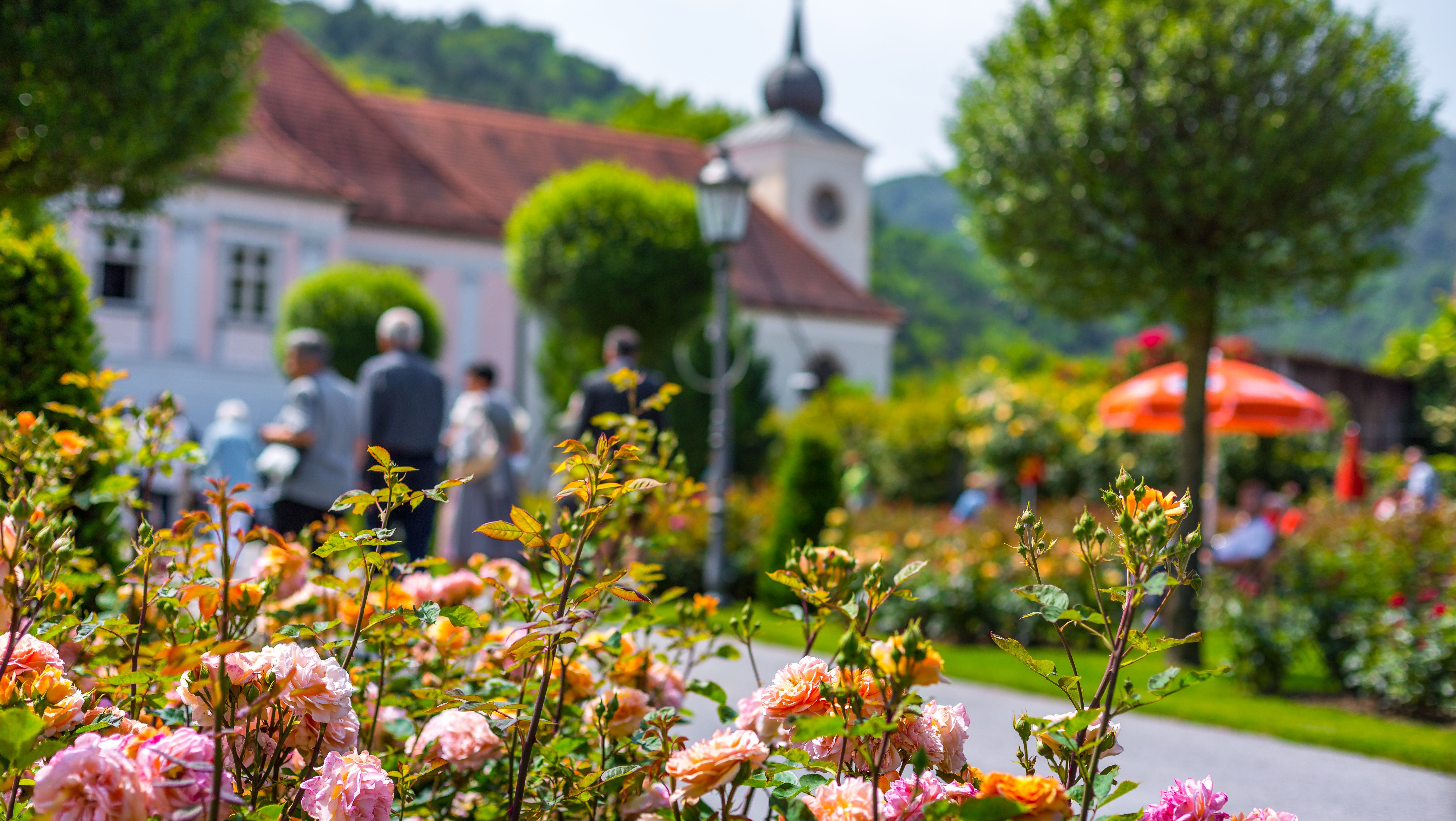 Rosengarten mit historischem Pfarrhof im Hintergrund