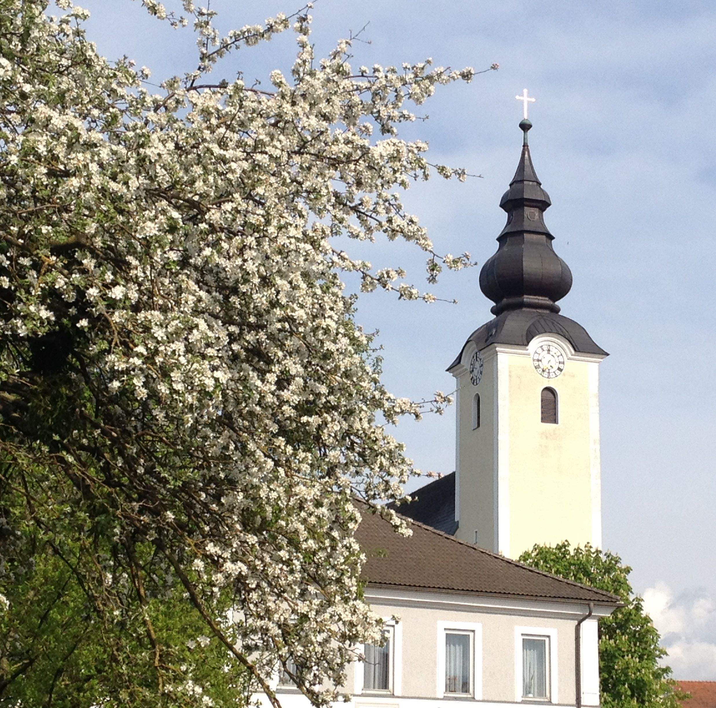 Kirchturm mit blühendem Baum im Vordergrund.