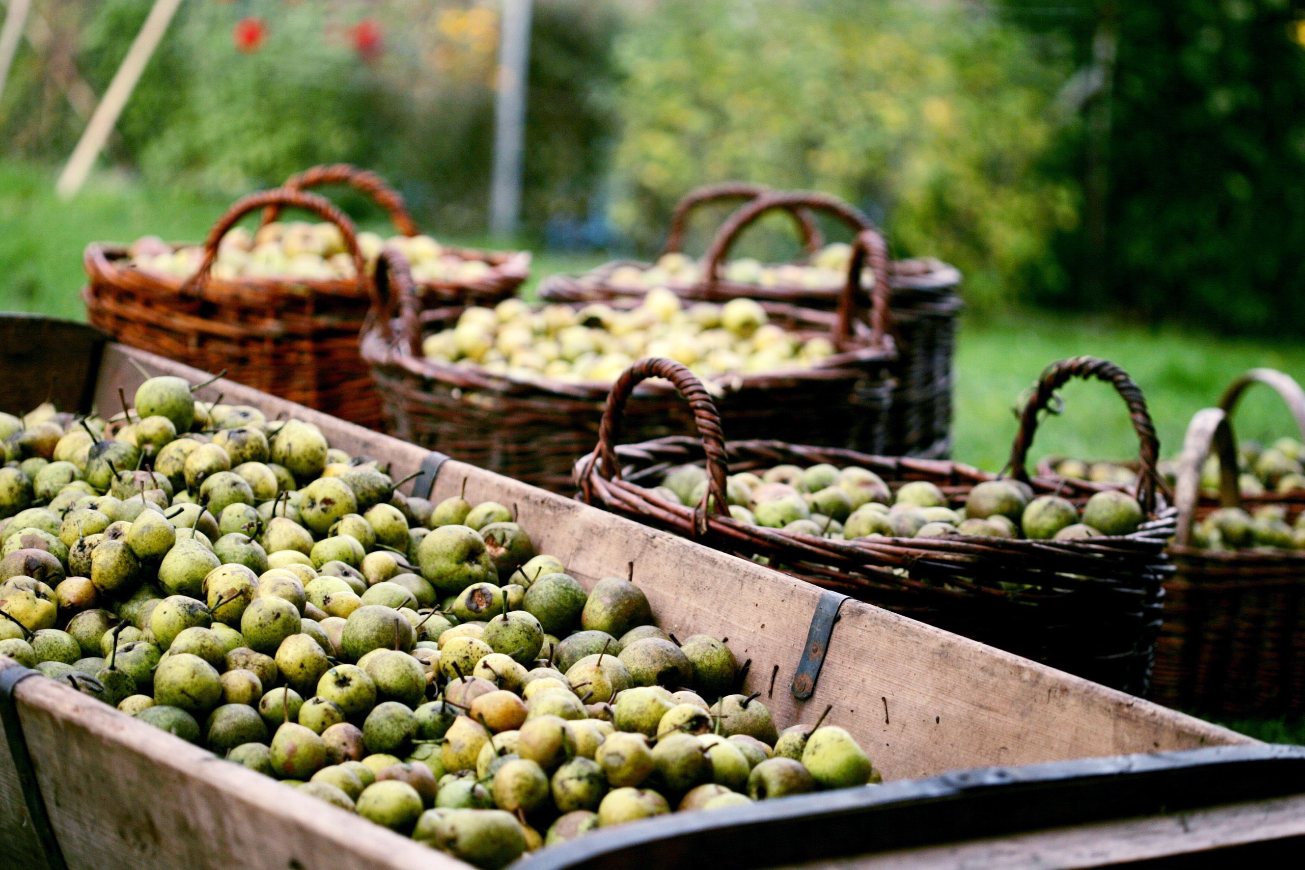 Der Herbst steht ganz im Zeichen der Birnenernte