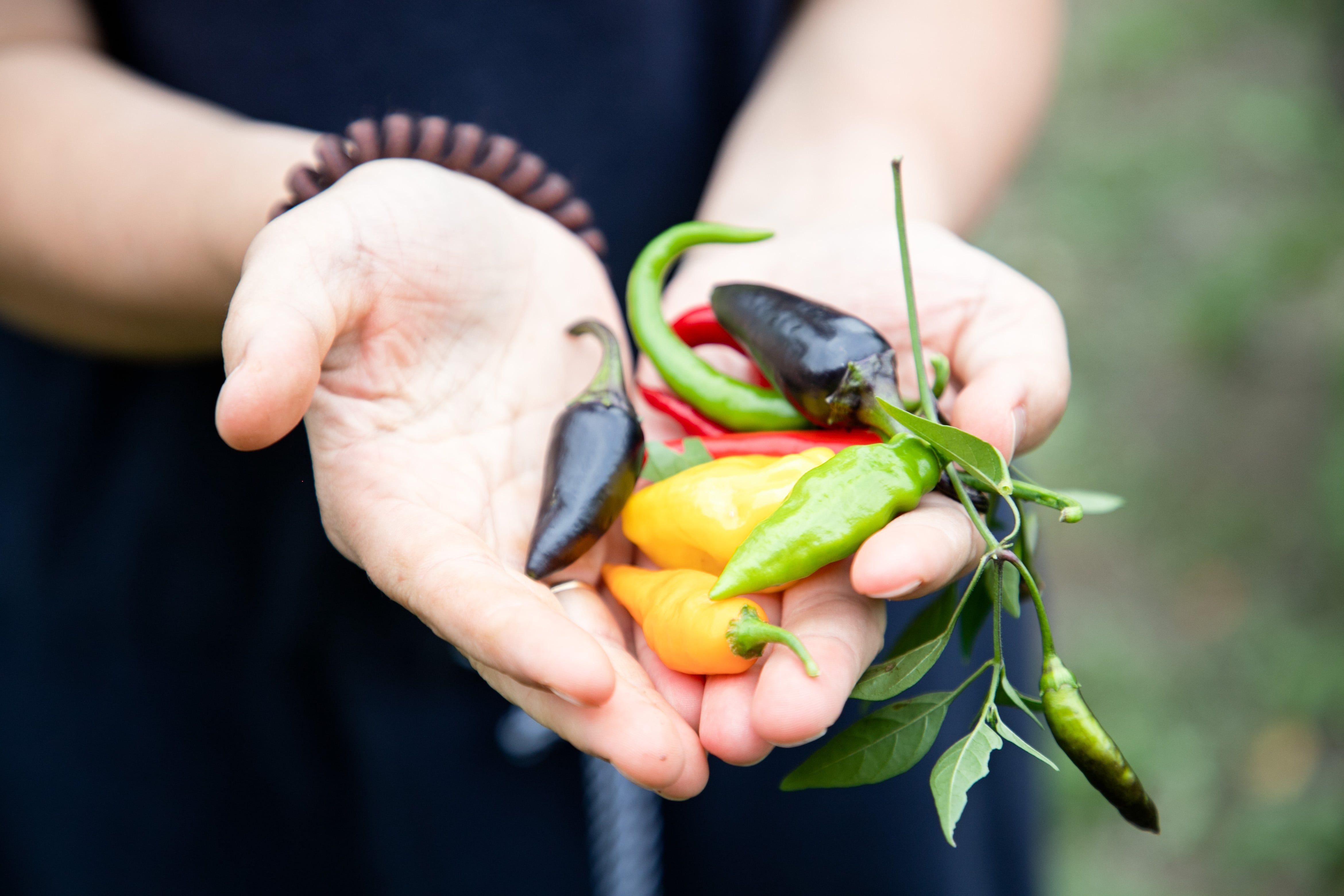 Verschiedene Chilisorten in Händen gehalten.