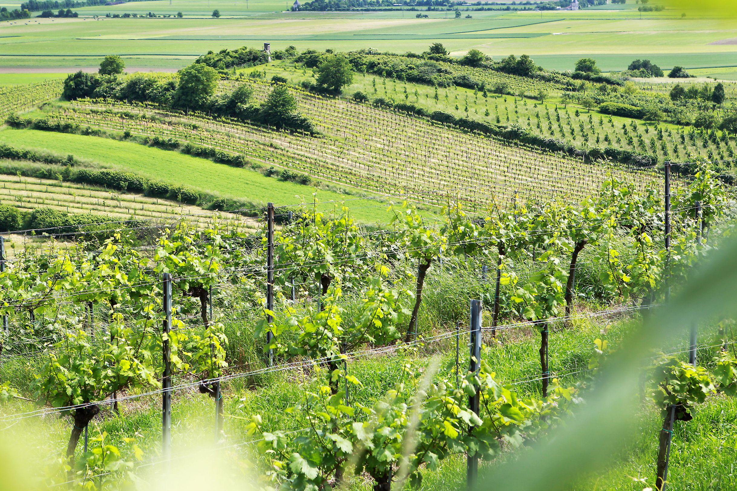 Winzerhof Schildberger-Böck