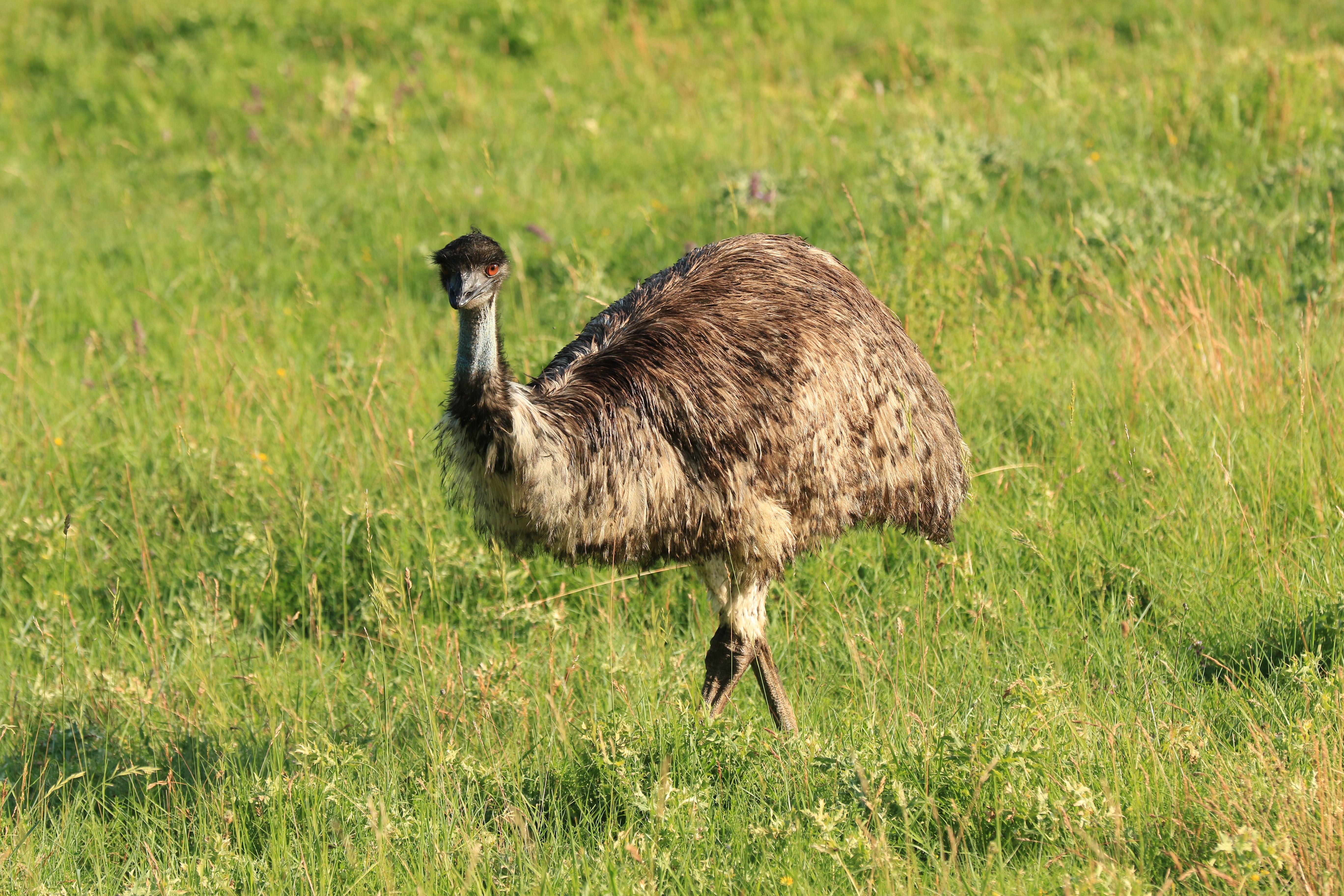 Ein Emu steht auf einer grünen Wiese.