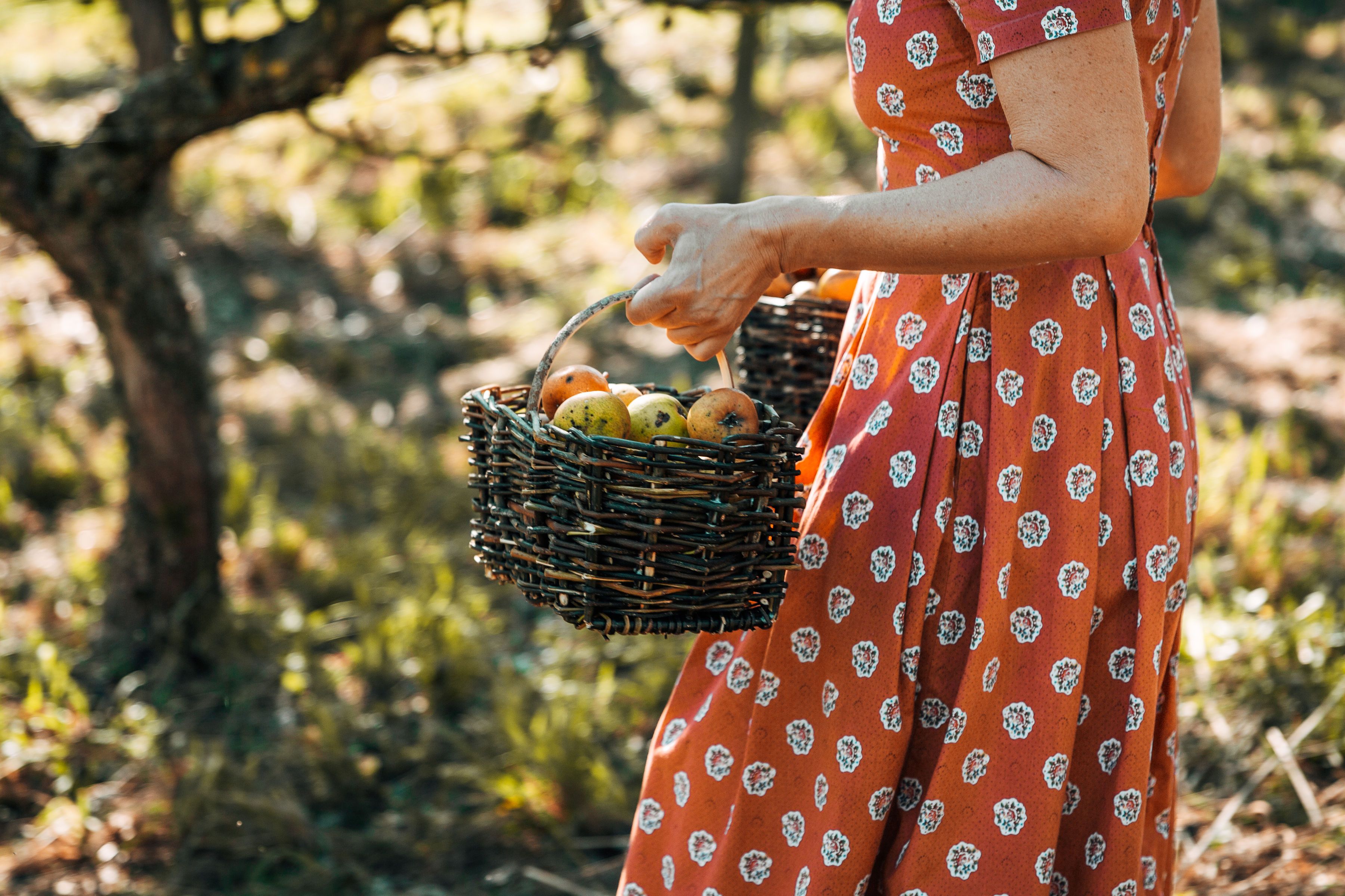 Inmitten der sanften Hügel und üppigen Wiesen wird die Freude am Ernten lebendig. Eine Frau in einem blühenden Kleid trägt stolz ihren Korb voller frischer Äpfel, während die warmen Sonnenstrahlen durch die Bäume tanzen. Diese Idylle lädt dazu ein, die Natur in vollen Zügen zu genießen.
