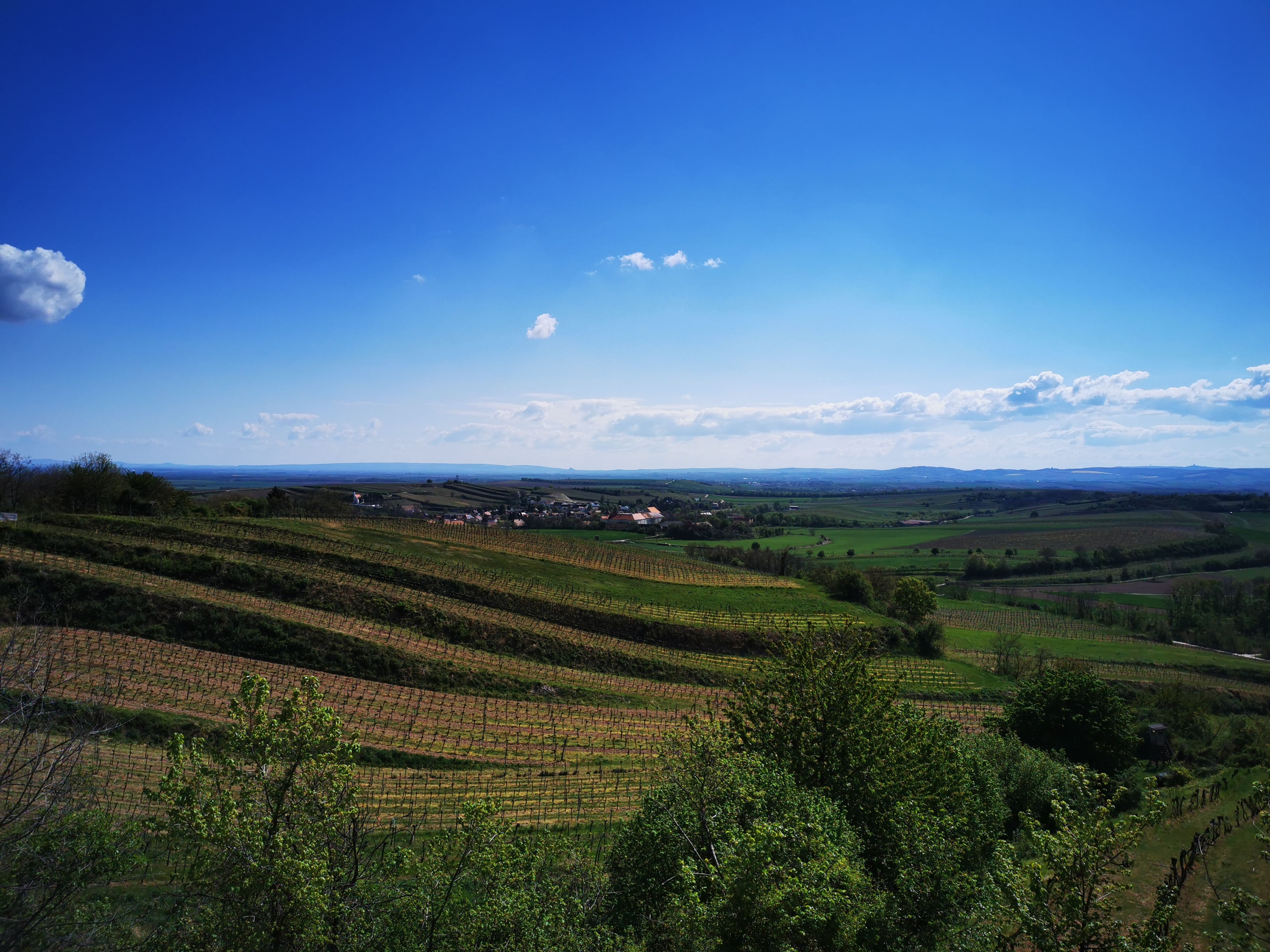 Weinberge und Landschaft unter blauem Himmel in Vösenau.