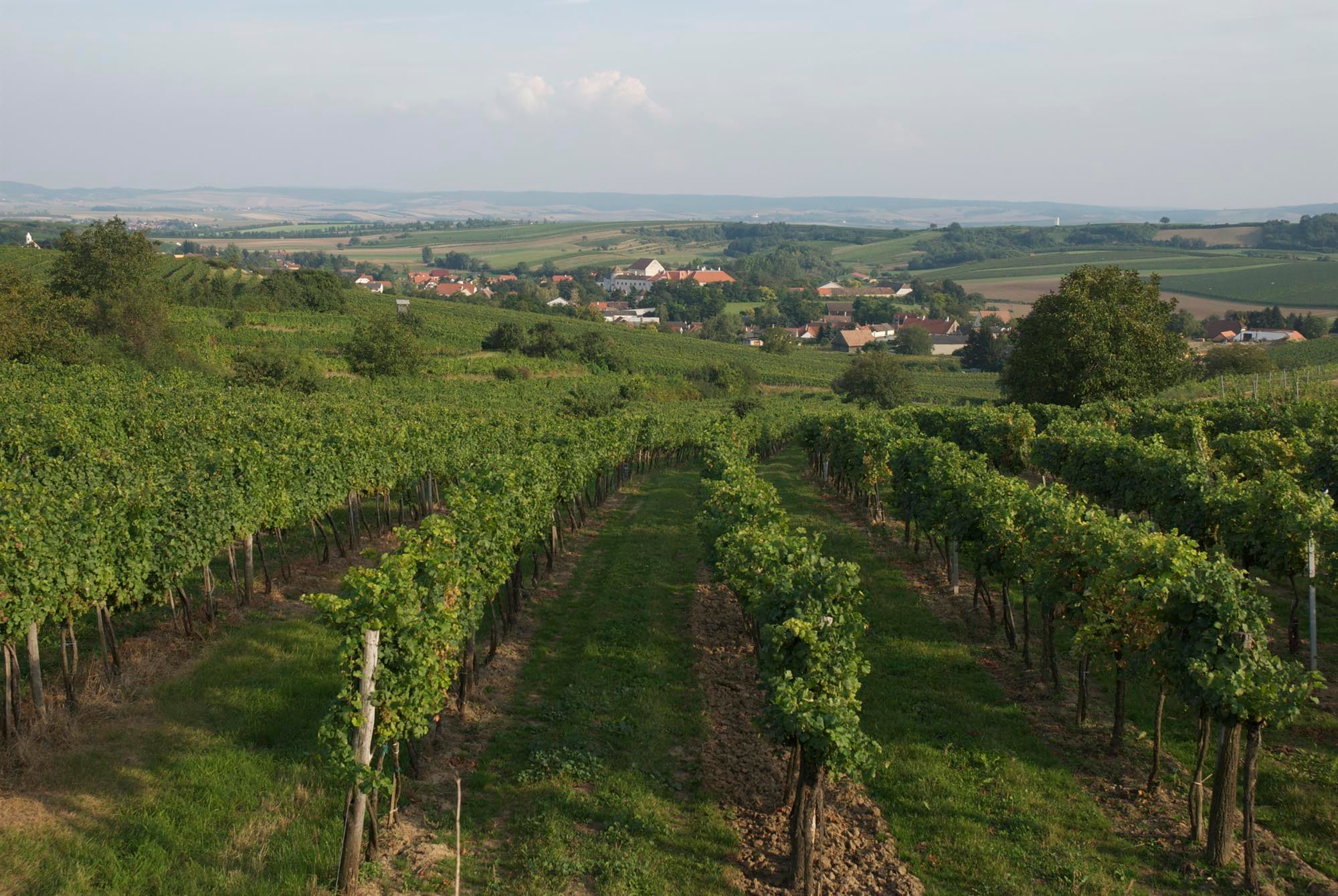 Weinberge in Mailberg mit Blick auf das Dorf und die umliegende Landschaft.