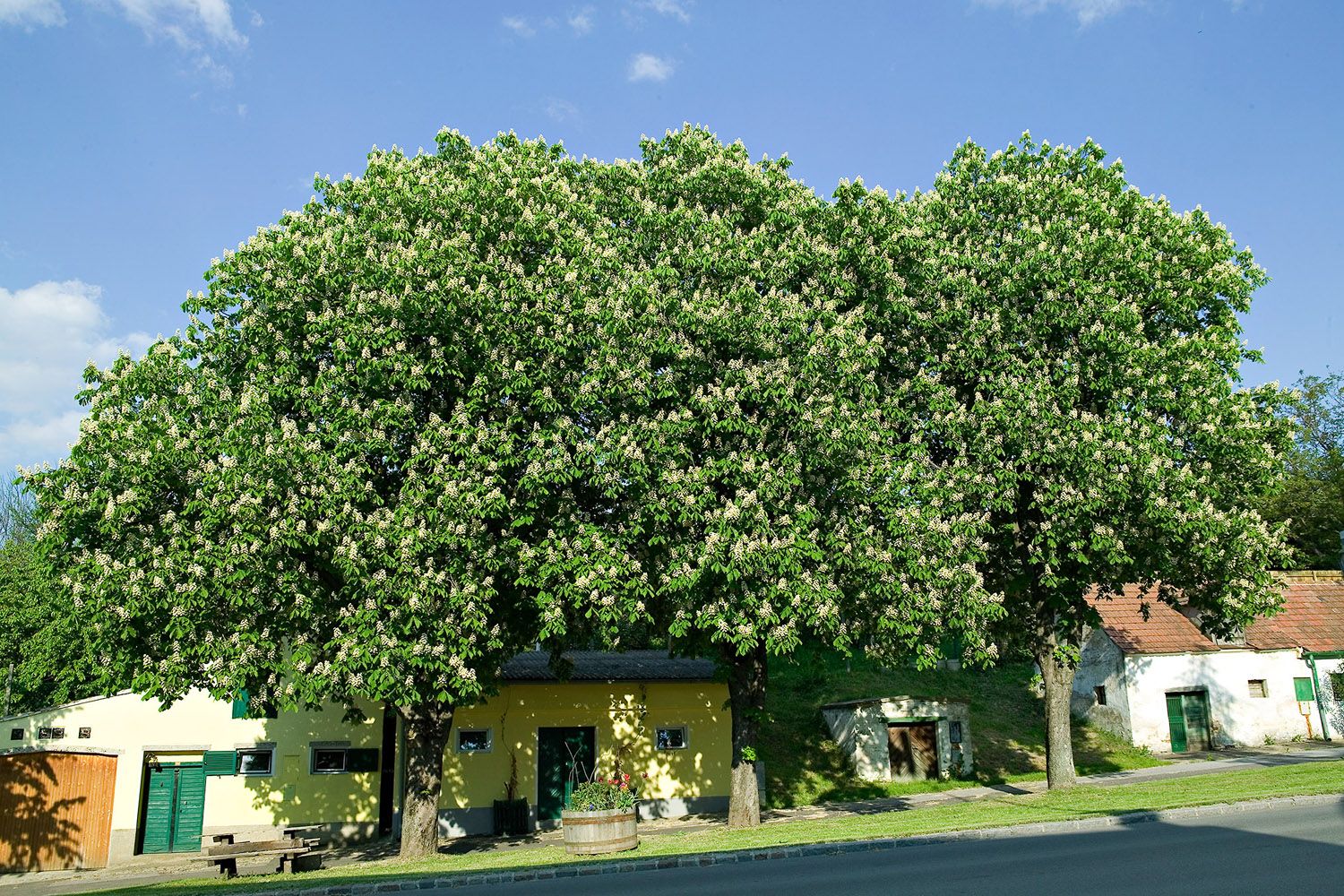 Großer blühender Baum vor kleinen Gebäuden in einer Kellergasse.