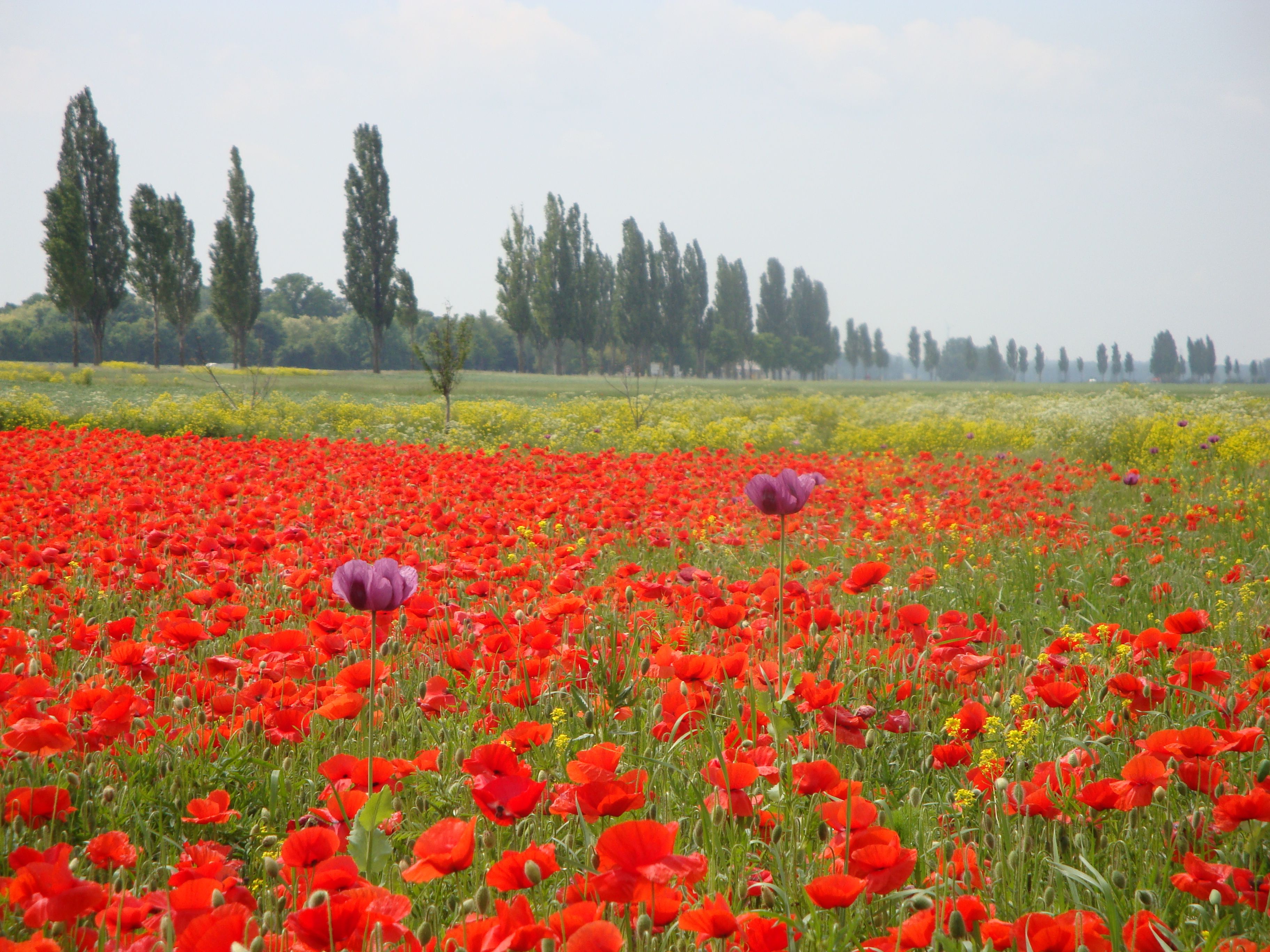 Ein blühendes Mohnfeld mit roten und lila Blüten, im Hintergrund eine Baumreihe.