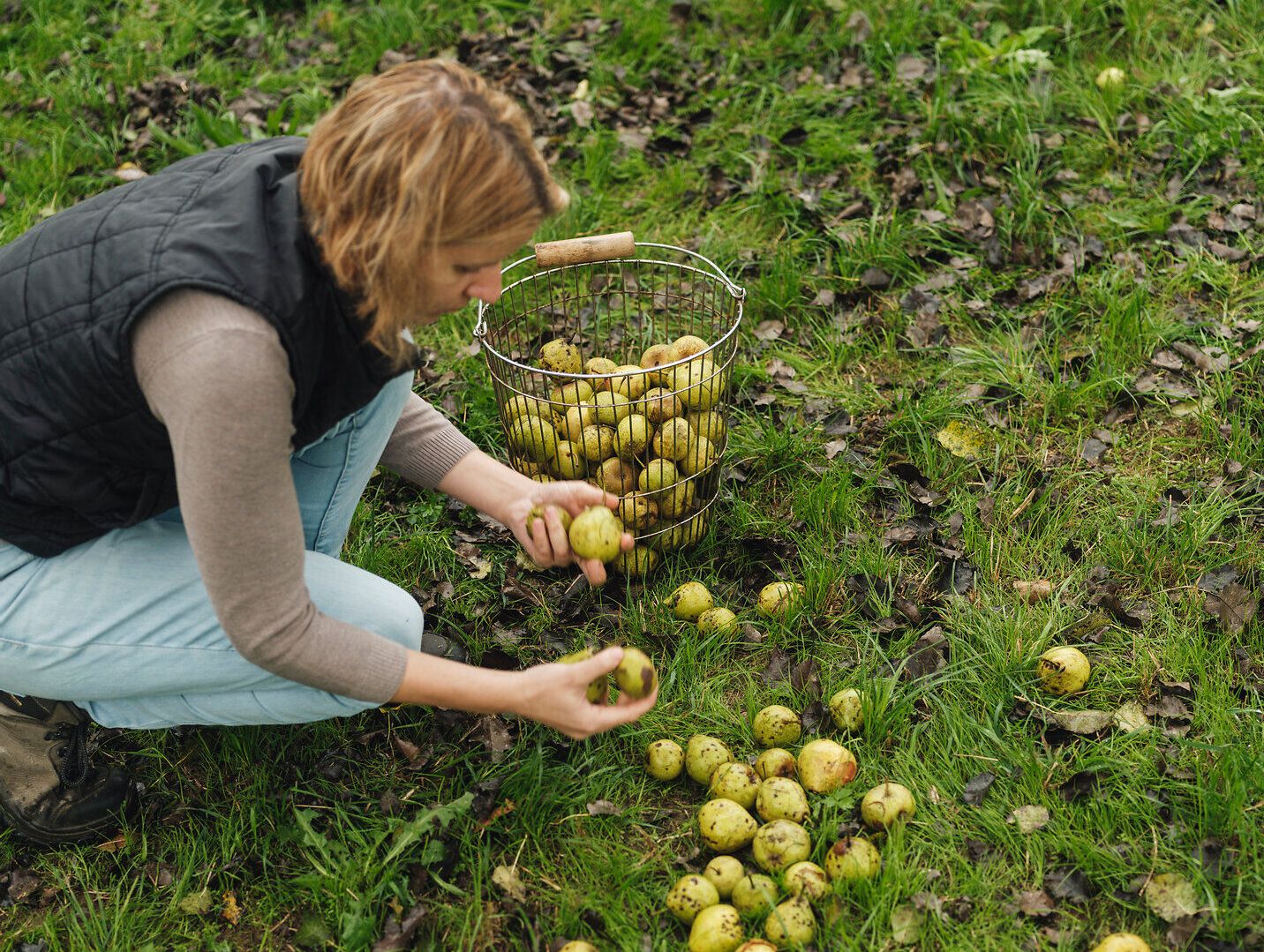 Inmitten der saftigen Wiesen und unter dem strahlend blauen Himmel erntet eine Frau frische Äpfel, die bald zu köstlichem Most verarbeitet werden. Die ruhige Atmosphäre und die üppige Natur laden dazu ein, die regionalen Spezialitäten zu genießen und die Schönheit des Mostviertels zu entdecken.