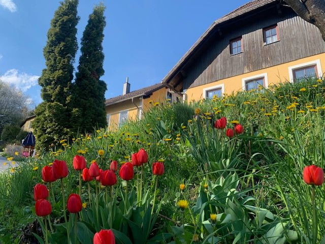 Ein gelbes Haus mit Holzverkleidung, umgeben von roten Tulpen und grüner Wiese unter blauem Himmel.