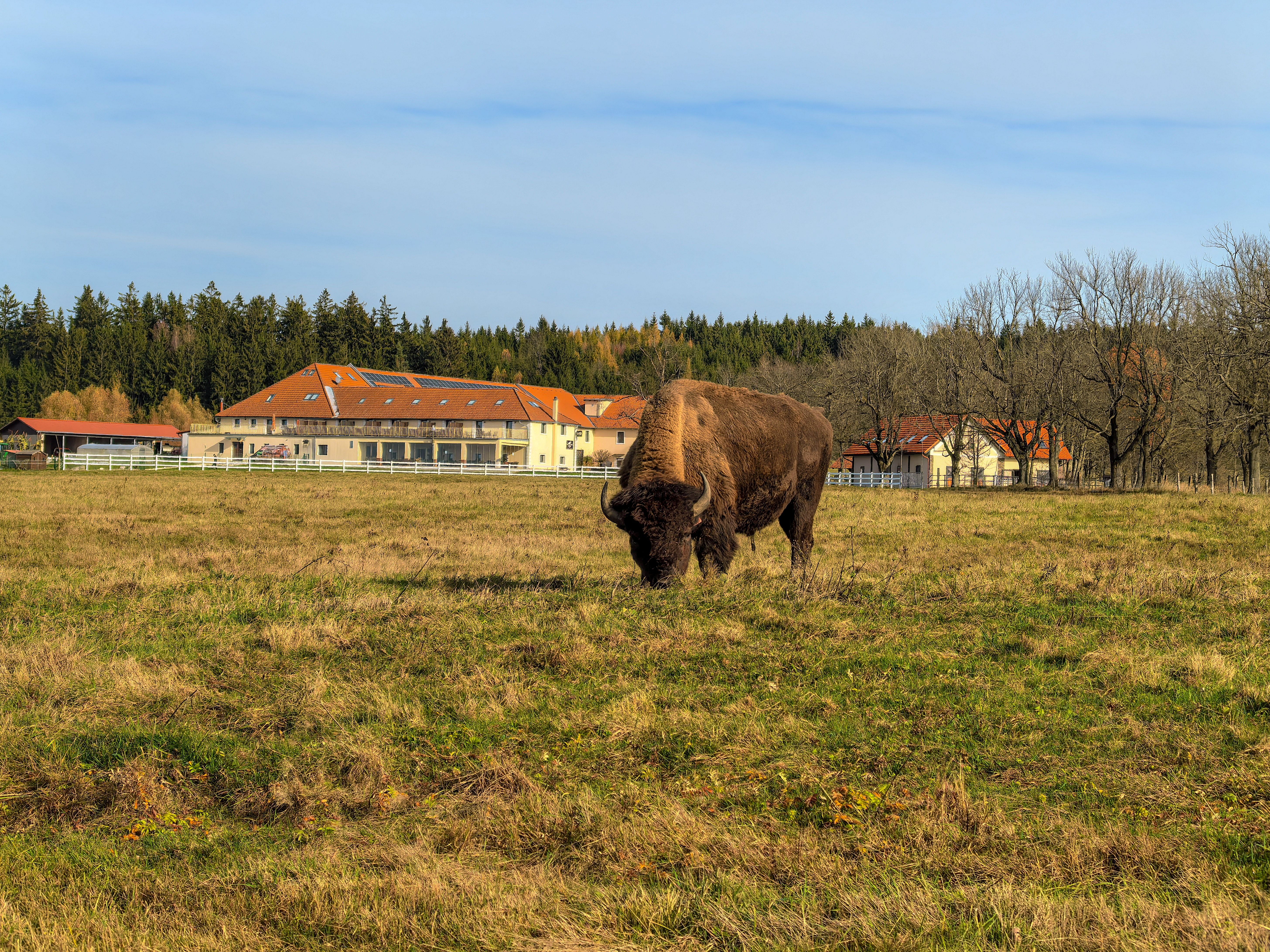 Bison Ranch