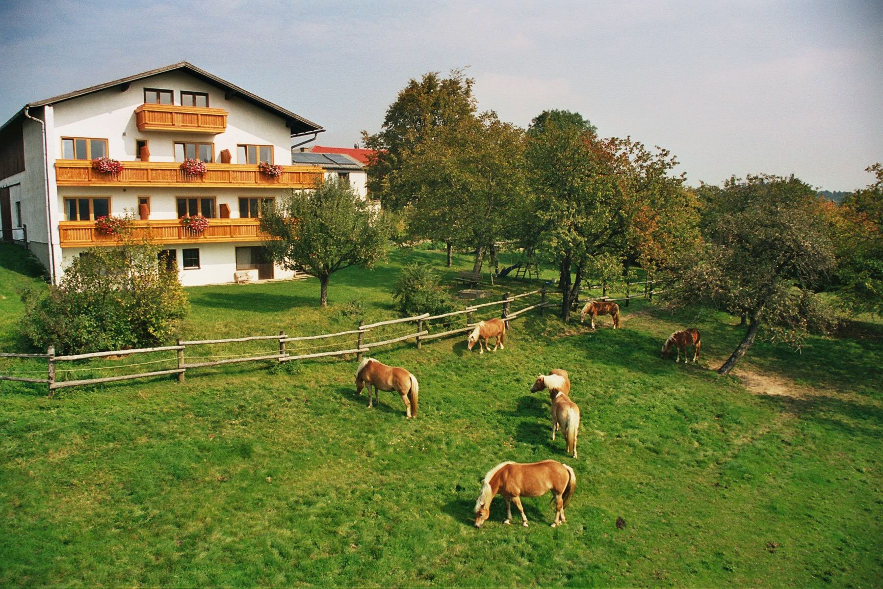 Ein weißes Haus mit Holzbalkonen und blühenden Blumen, umgeben von einer grünen Wiese mit grasenden Pferden und Bäumen.