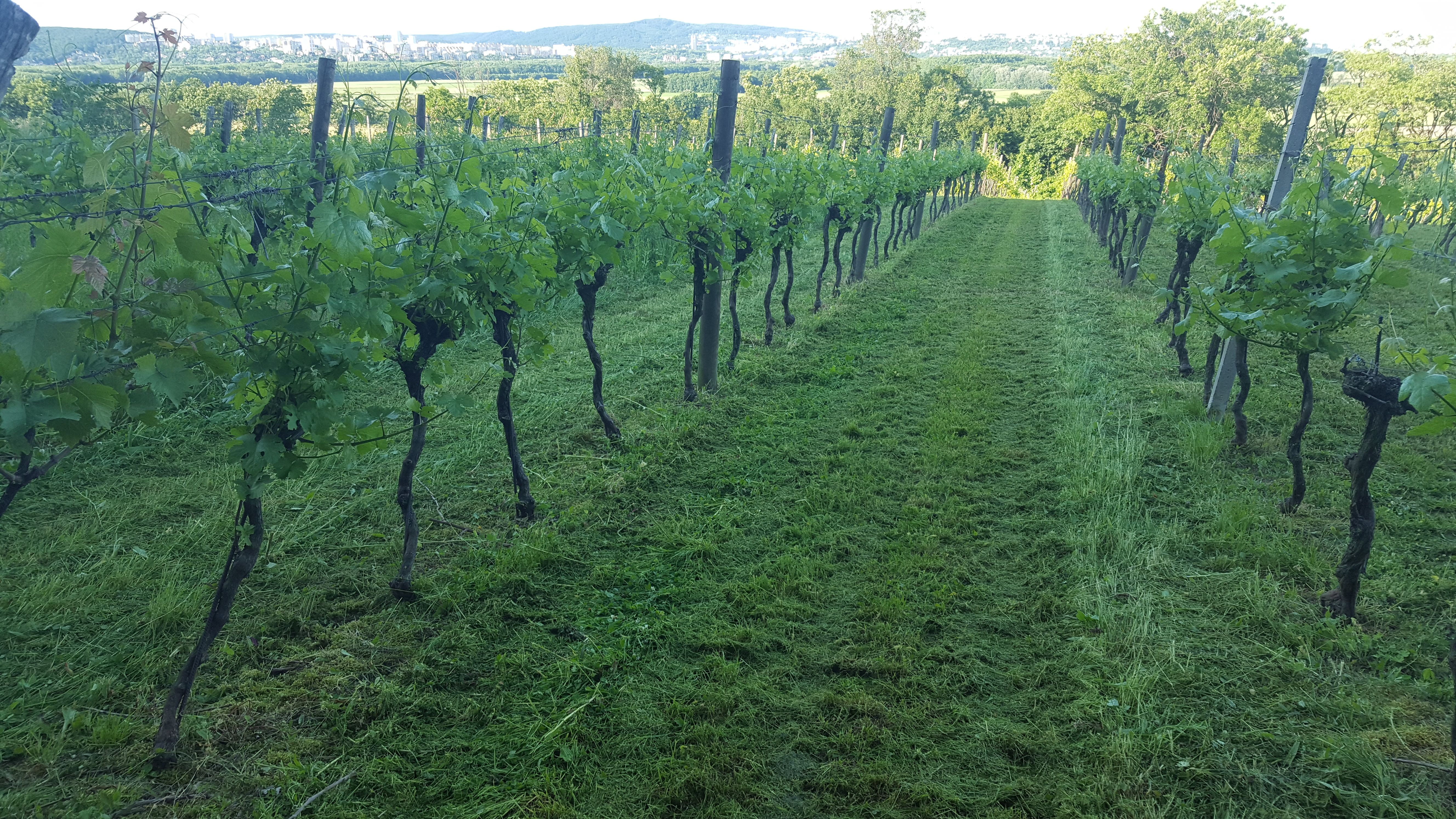 Weingarten, Weinreben, Weinbau Niefergall Wolfsthal 
