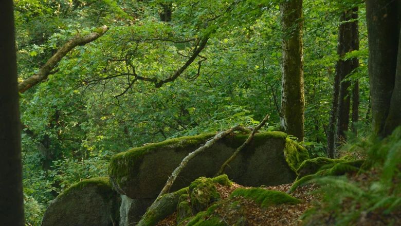 Moosbedeckte Felsen im dichten Wald der Ysperklamm.