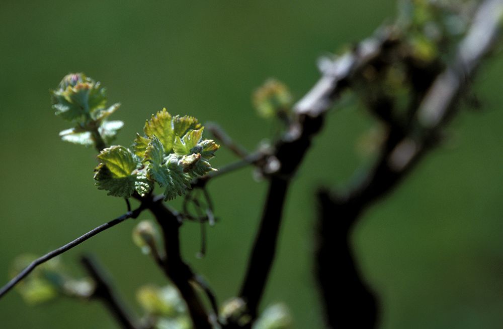Nahaufnahme von jungen Weinblättern an einem Rebstock vor unscharfem Hintergrund.