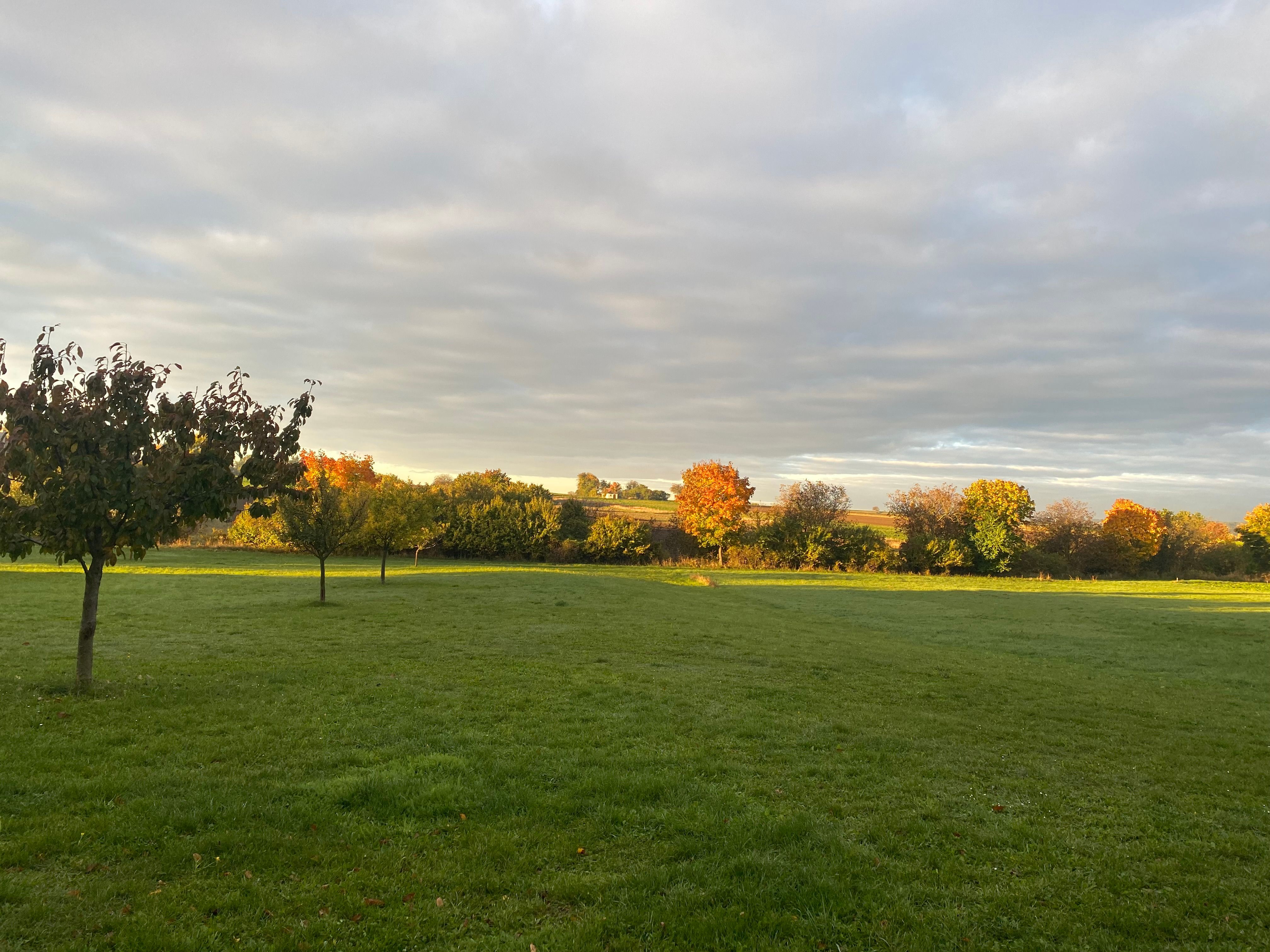 Herbstliche Landschaft mit Bäumen auf einer Wiese bei Sonnenuntergang.