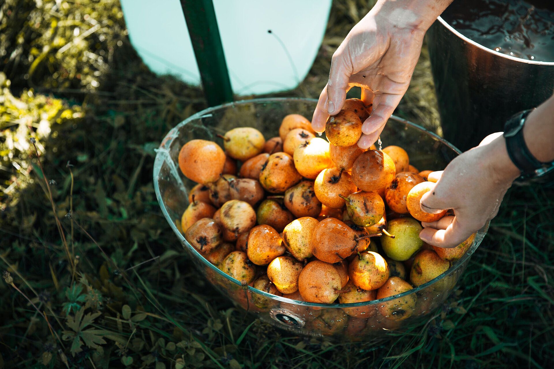 Inmitten der saftigen Wiesen werden frische, reife Äpfel und Birnen geerntet, die in einem großen Korb gesammelt werden. Die goldenen Früchte strahlen im warmen Licht des Tages und versprechen köstliche Erfrischungen. Hier, wo die Natur ihre besten Gaben zeigt, spürt man die Freude und den Stolz der Erntezeit.