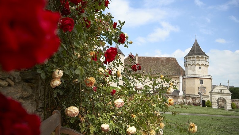 Rosenwand vor der Rosenburg mit Turm und blauem Himmel.