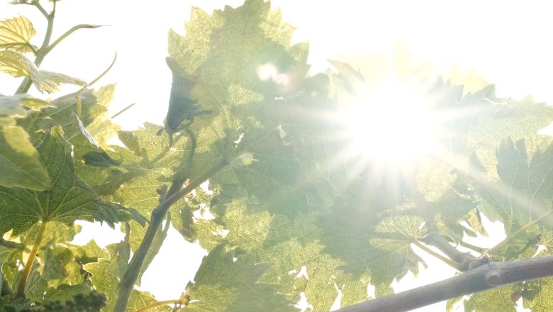 Weingut Hartl, &copy; Wienerwald Tourismus/Kerstin Semmelmeyer