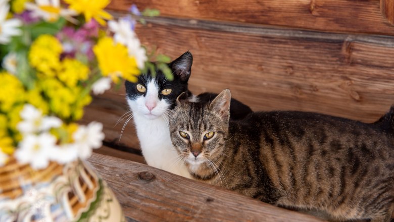 Katzen, &copy; H&ouml;barten