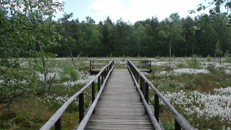 Prügelsteg Naturpark Heidenreichsteiner Moor, © Naturparkverein