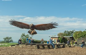 Ein Greifvogel fliegt direkt auf die Kamera zu, w&auml;hrend Menschen im Hintergrund auf einer Bank sitzen und fotografieren.