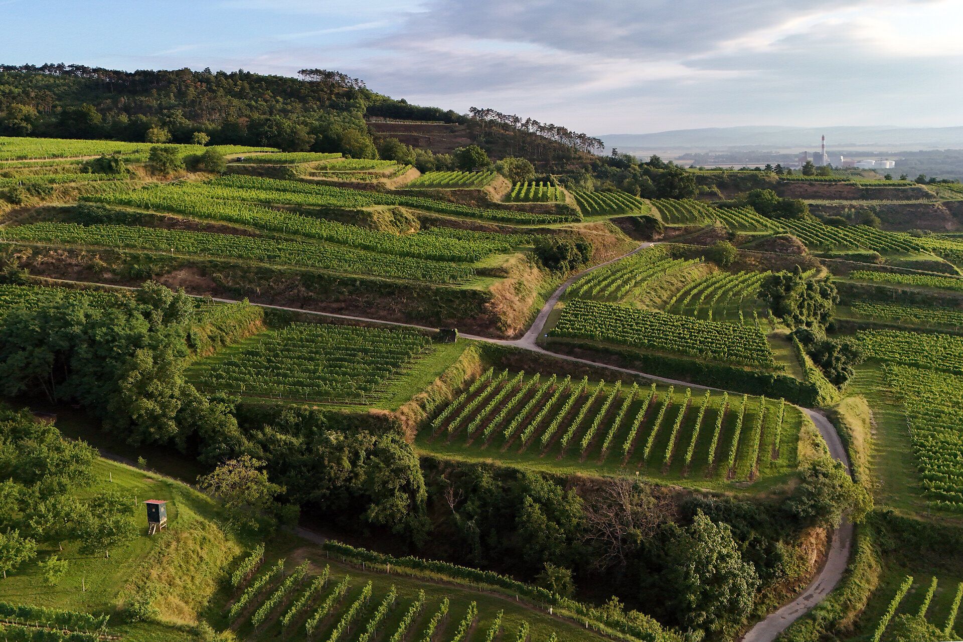 Ein herrlicher Ausblick über Weinreben