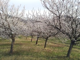 Marillenblüte am Südufer der Wachau, © Donau NÖ Tourismus