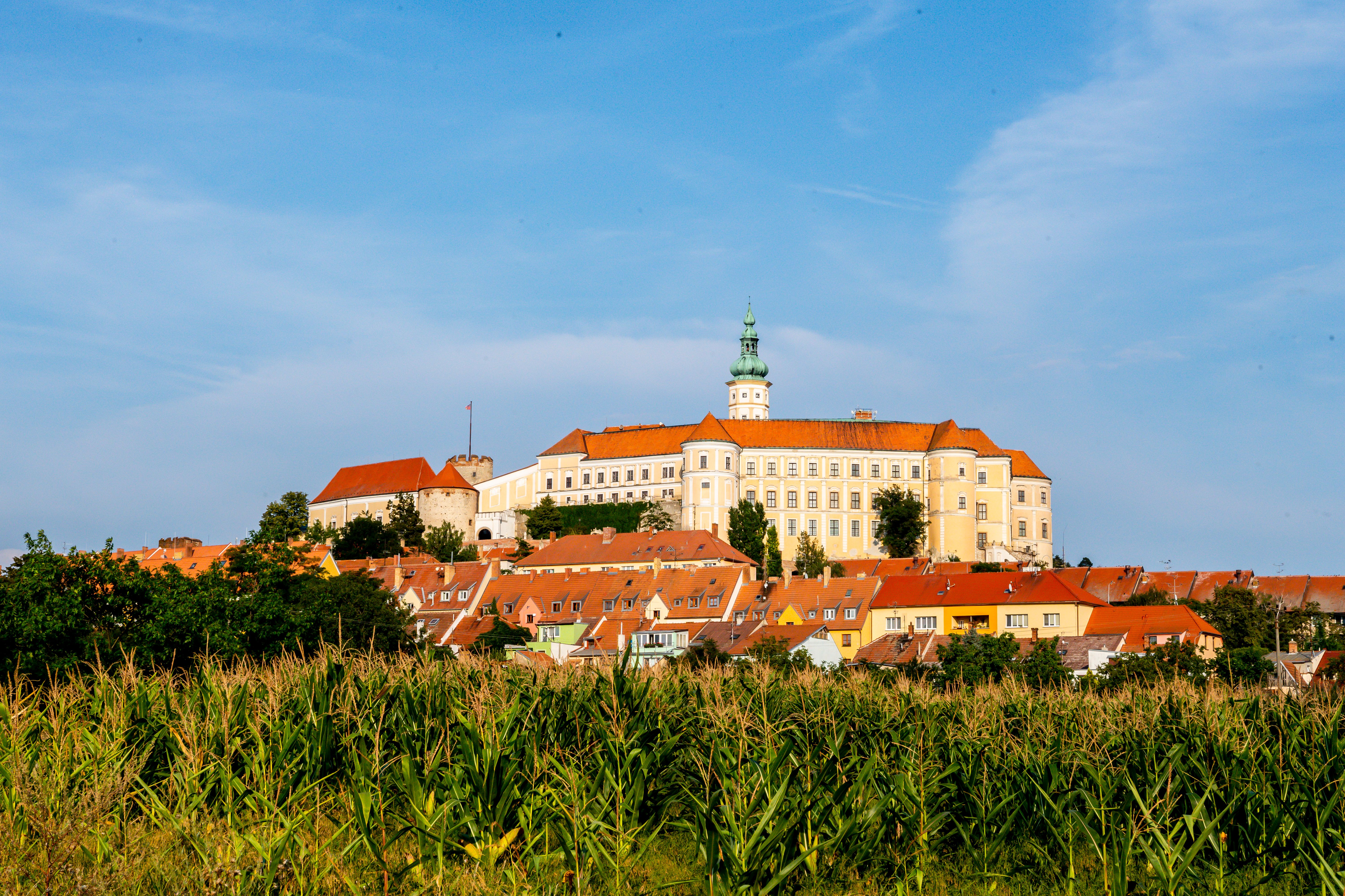 Schloss Mikulov auf einem Hügel mit roten Dächern und einem Maisfeld im Vordergrund.