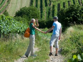 Durch die Weinviertler Weingärten wandern, © Weinviertel Tourismus / Himml