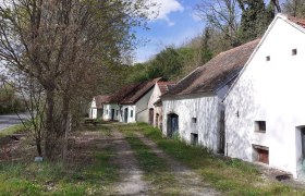 Eine malerische Kellergasse mit alten Weinkellern und B&auml;umen an einem sonnigen Tag.