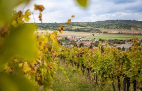 Gr&uuml;ner Weingarten im Hintergrund ein Ort.