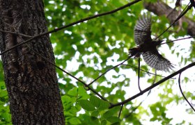 Buntspecht, &copy; Wienerwald Tourismus GmbH / G.Waiss