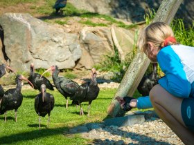 Waldrapp Voli&egrave;re Waidhofen/Thaya, &copy; MatthiasLedwinka