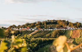 Blick auf die Kellergasse Galgenberg mit Weinbergen im Vordergrund.
