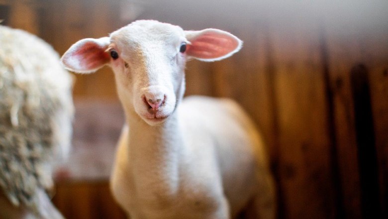 Bio-Bauernhof Poldlbauer, &copy; Barbara Kraft