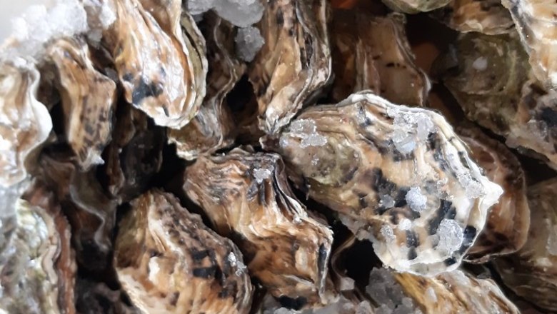 Nahaufnahme von Austern auf Eis.