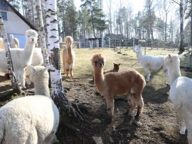 Alpaka, &copy; Martin Lugmayr, waldsoft