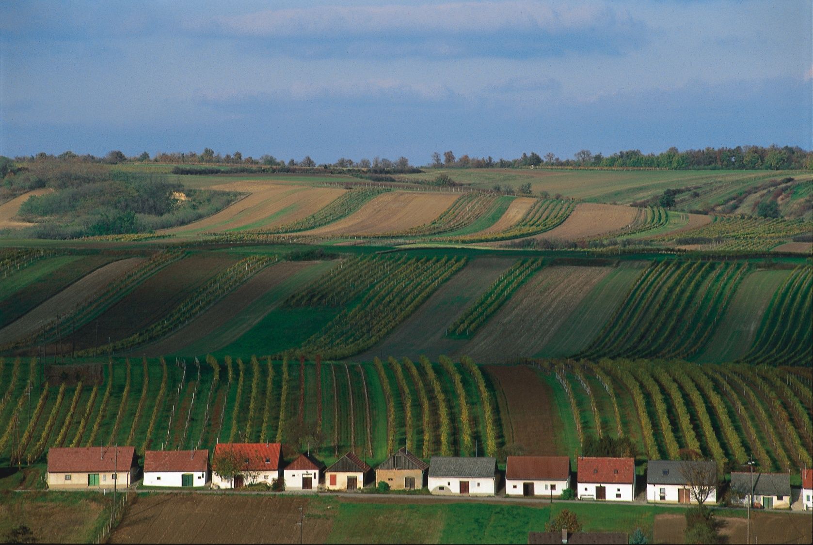 Weinberge im südlichen Weinviertel mit kleinen Häusern im Vordergrund.