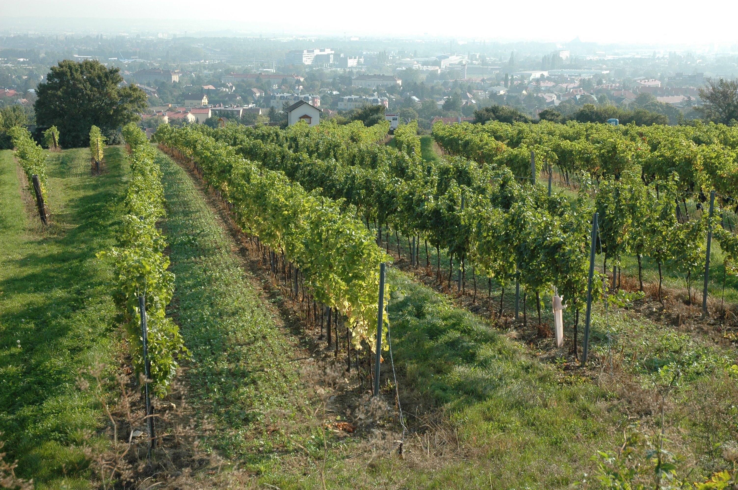 Weinwanderweg