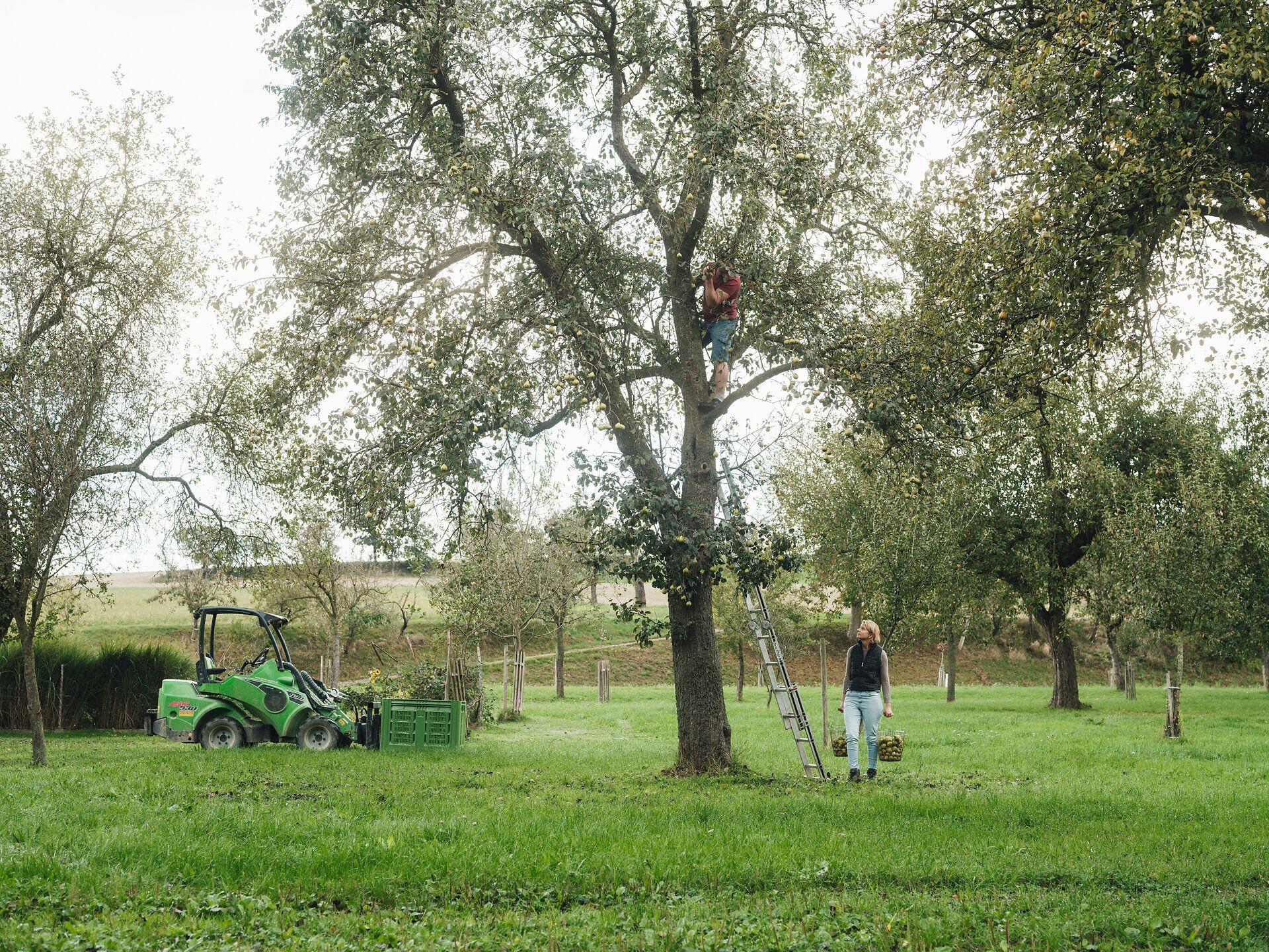 Inmitten einer malerischen Landschaft ernten Menschen gemeinsam die reifen Früchte von einem alten Apfelbaum. Die frische Luft und das sanfte Rascheln der Blätter schaffen eine einladende Atmosphäre, die zum Verweilen einlädt. Hier wird die Tradition des Mostes lebendig, während die Natur in voller Pracht erblüht.