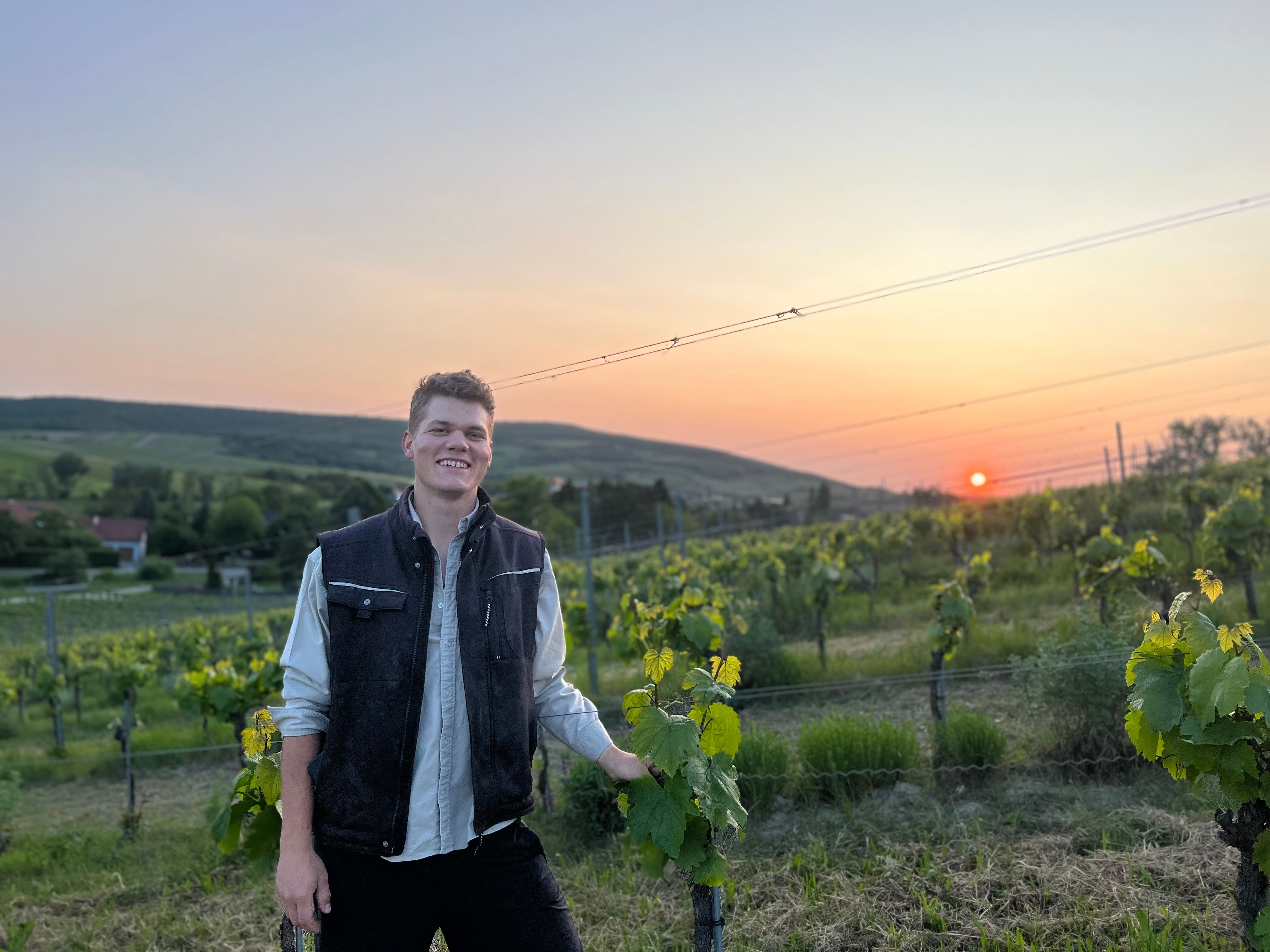 Person im Weingarten bei Sonnenuntergang.